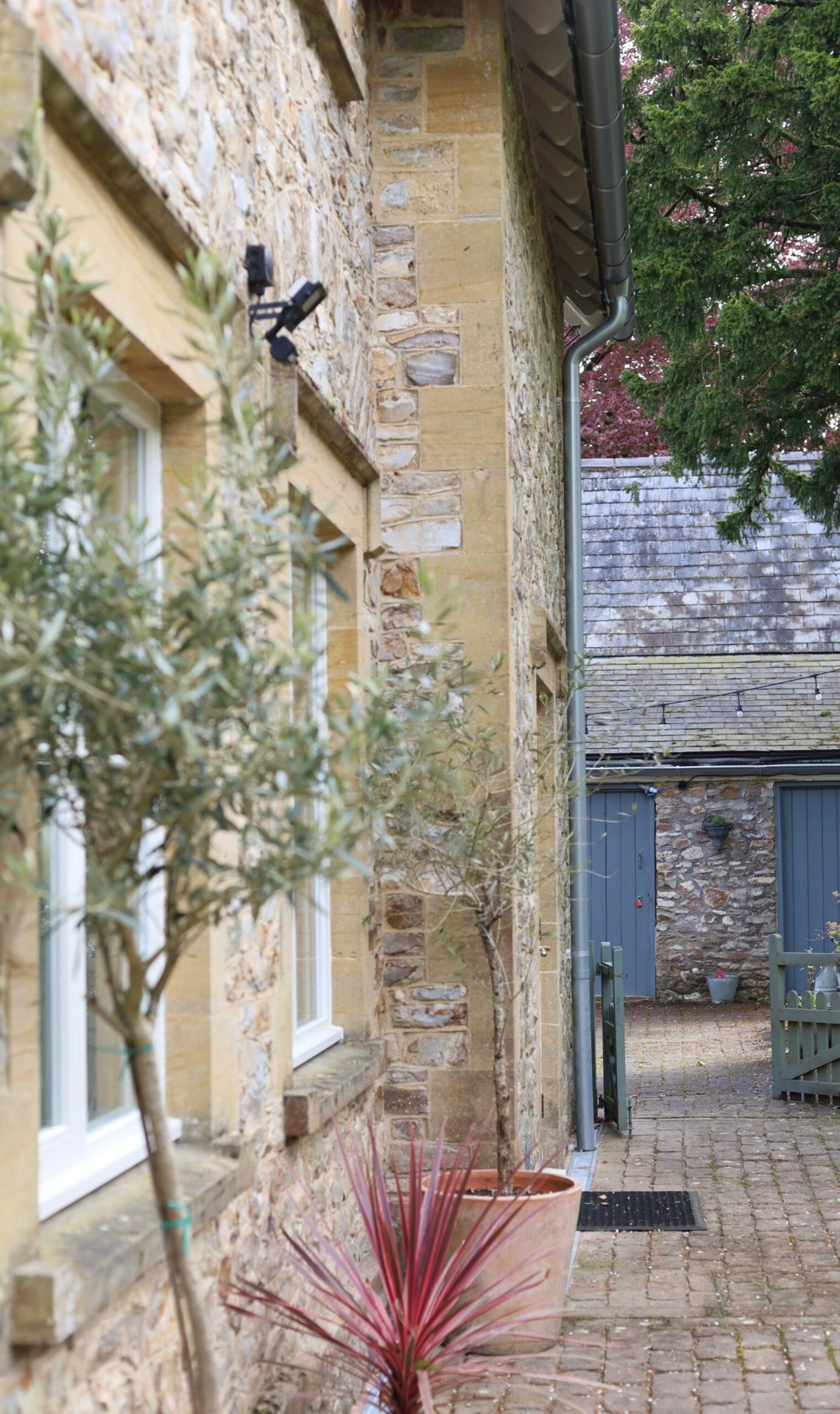 Courtyard alley with olive trees