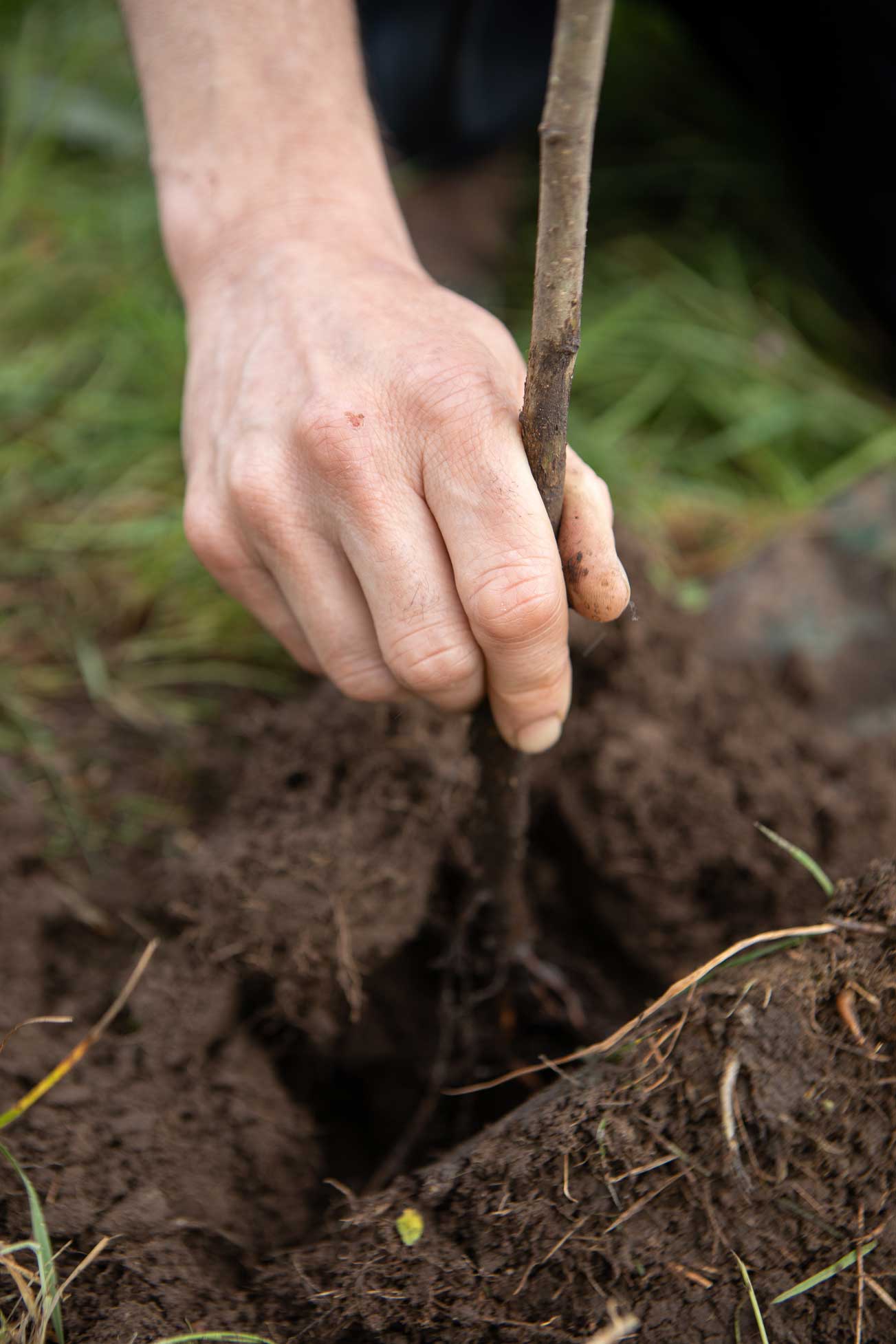 A young tree being planted - one planted for every Benjamin Henry joinery project